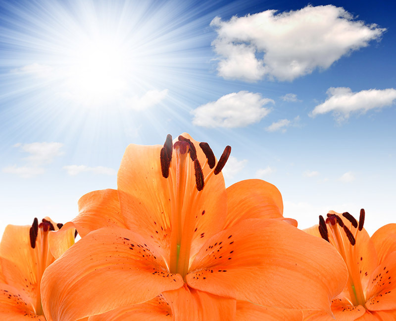 flowers  / like flowers 