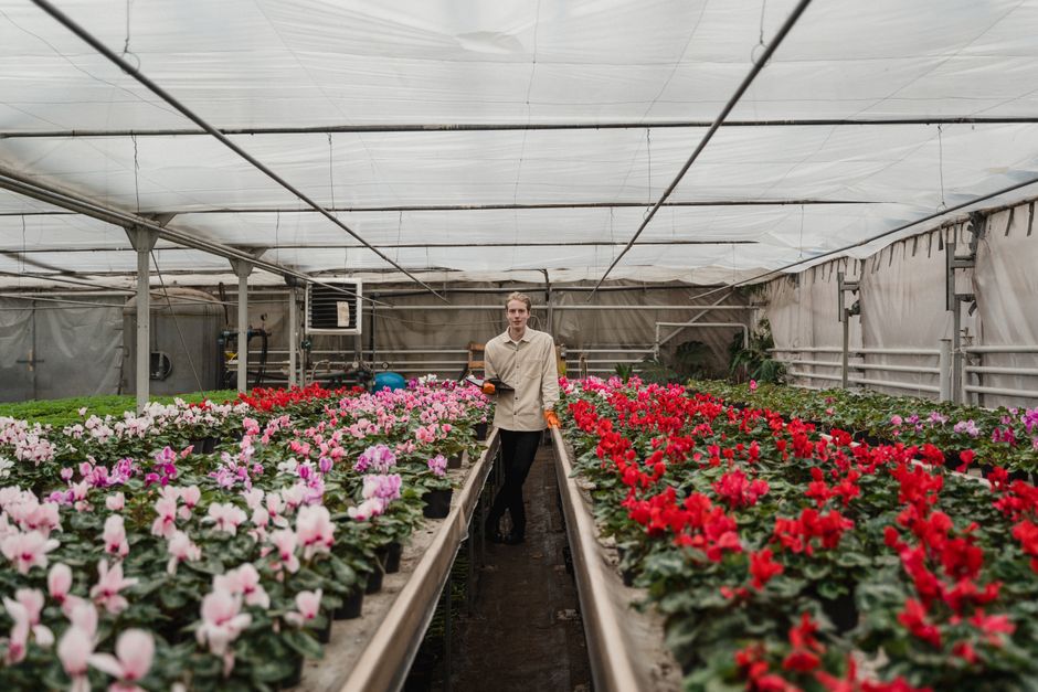 A male florist standing in a greenhouse surrounded by rows of vibrant, freshly picked flowering plants. The flowers include pink, white, and red blooms arranged in pots placed on long metallic tables.