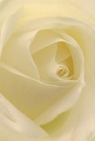Drawn deep into the creamy-white heart of this rose, as if tucked within its petals on a misty Wapping morning, you sense the softness of its spirals and the artistry of a local florist's touch. Every petal unfurls with delicate poise, their fine, luminous edges touched by a gentle glow reminiscent of early sunlight on the Wapping foreshore. Subtle shadows nestle between layers of ivory and cream, lending quiet drama and intimacy to the scene. The sensation is peaceful-reflecting the hush that embraces Wapping's historic lanes at dawn, or the thoughtful silence that accompanies heartfelt gestures. For those seeking to convey sympathy, admiration, or a sense of new beginnings, this rose stands as an emblem of purity and emotional depth. The fragrance is only hinted at-sweet, understated, like the faint promise of spring carried on the river breeze. The close perspective captures not just the flower's form but the intention and care behind every arrangement made for life's most meaningful moments, with each delivery in Wapping a silent message of compassion and beauty.